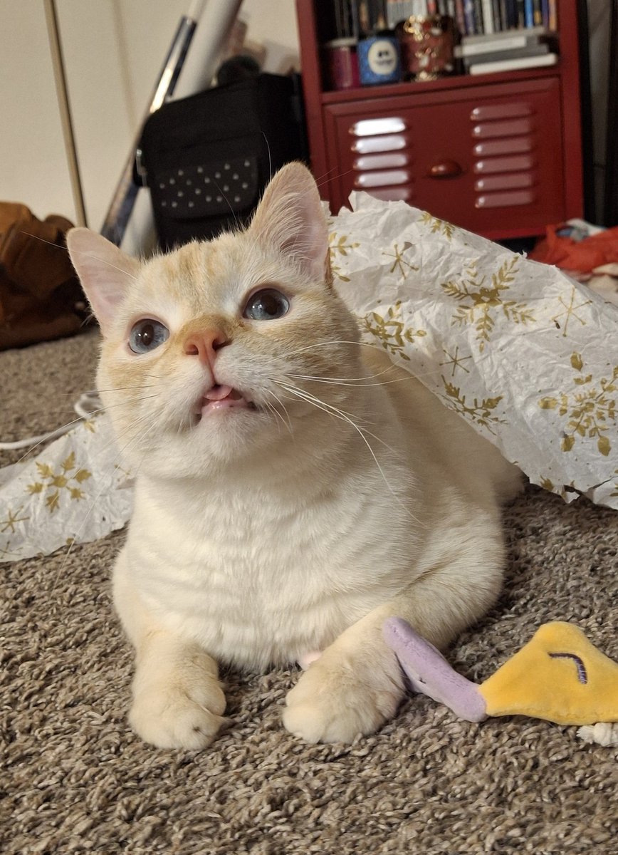 baby dog tweet media