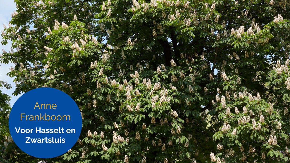 Gemeente_ZWL's tweet photo. 🌳 In Hasselt en Zwartsluis planten we twee Anne Frankbomen. Inwoners zijn van harte welkom om bij de aanplant aanwezig te zijn.

📍 Hasselt: 19 maart, 14.00 uur (Bolwerk)
📍 Zwartsluis: 26 maart, 13.00 uur (achterzijde Hervormde Kerk)

👉Lees meer: https://t.co/Sdsw4Brf4b https://t.co/YXBko2ABpj