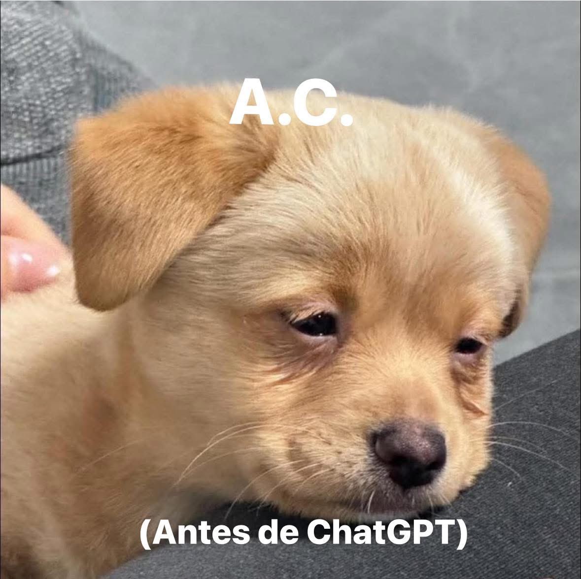Perritos que curan tu depresión 🐶 (@perritos_qctd) on Twitter photo 