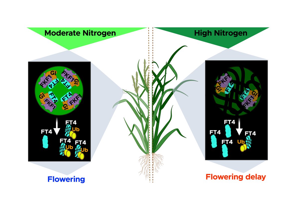 Rouached Lab tweet media