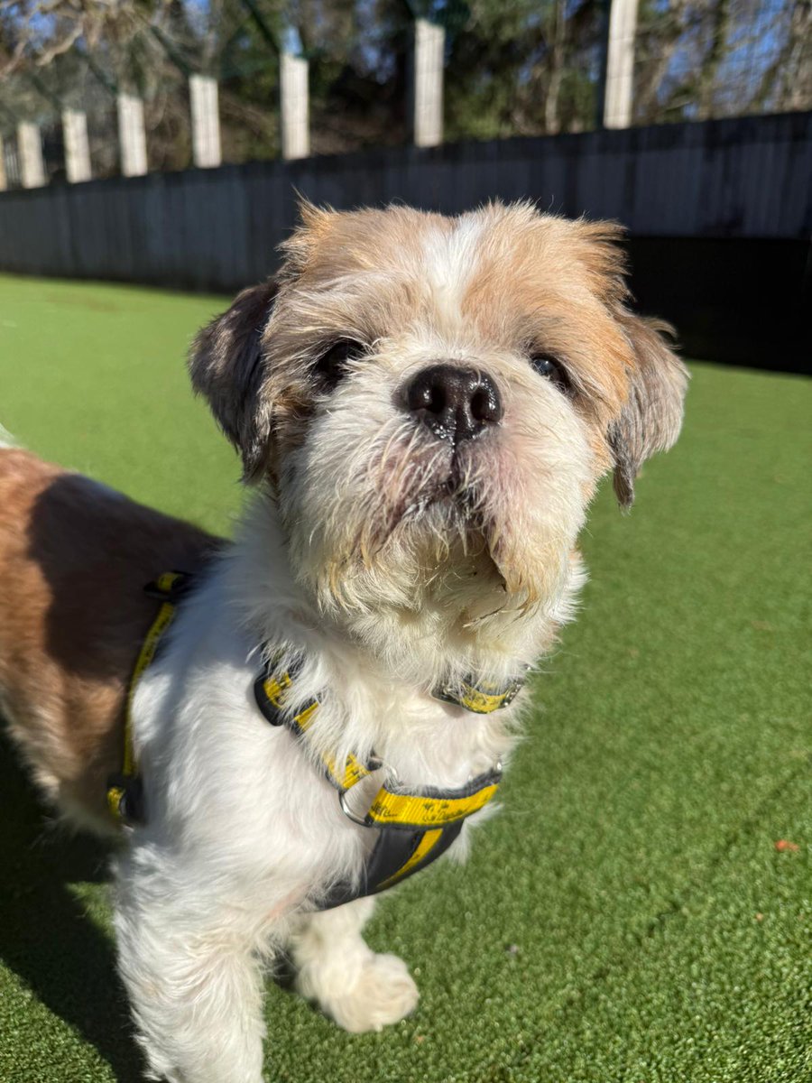 Adorable Alfie is stealing hearts (and treats) at Glasgow! This little man is 11 years old and, like us all, is just after an easy life! 🤗🦴

If you'd be interested in giving this golden oldie a perfect and peaceful retirement home, please get in touch! 📞💙