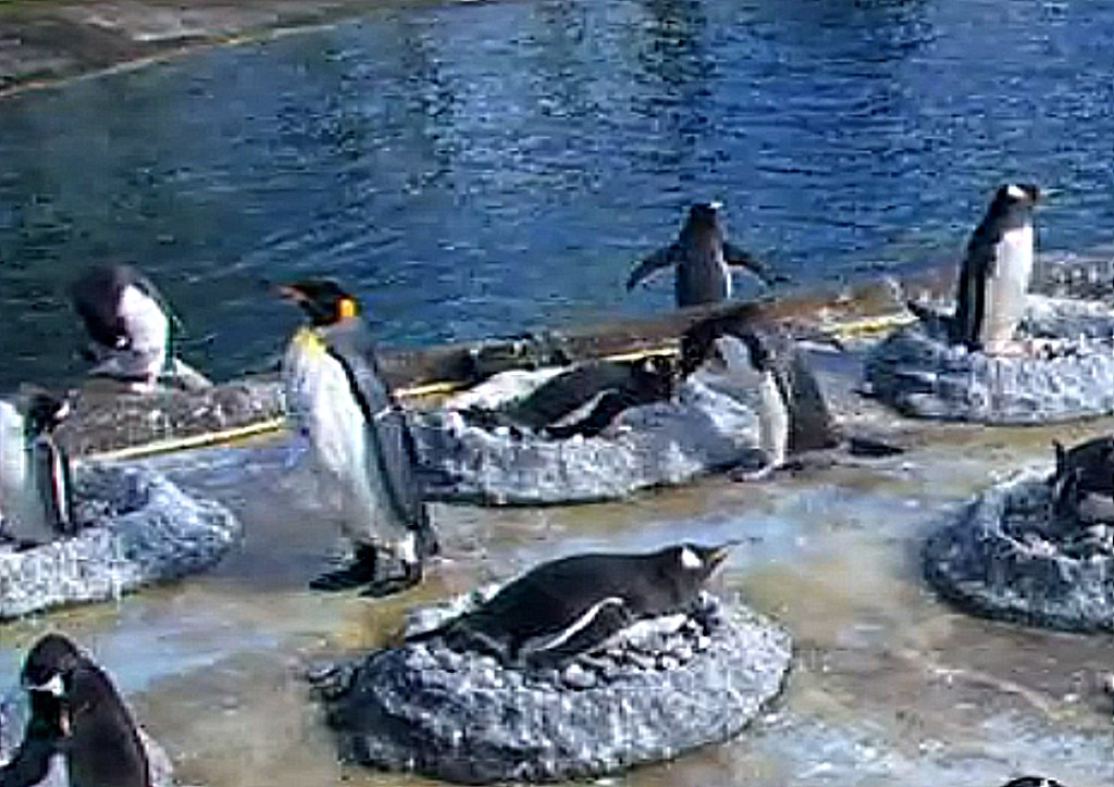CarloPinezzi's tweet photo. @EdinburghZoo #penguins #king All 7 together &amp; saw one female earlier today with a Dirty Front suggesting there'll be Big Fluffy Chicks this year. #kingpenguin https://t.co/A0Bh5vWx6j
