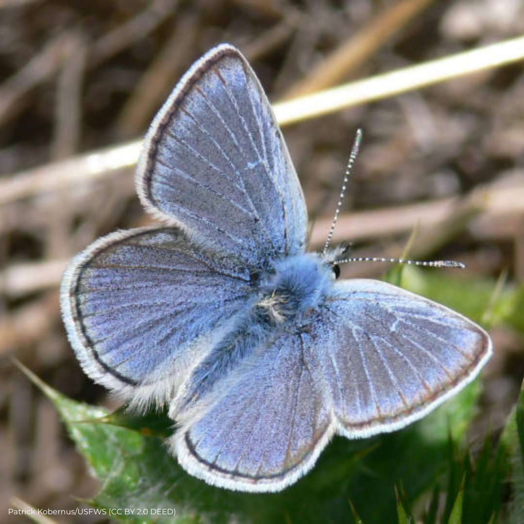 Defenders of Wildlife tweet media