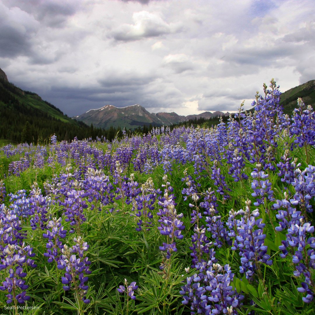 Defenders of Wildlife tweet media