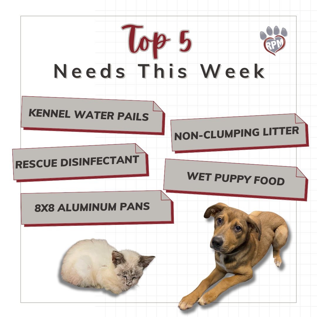 RescuedPetsMovement tweet media