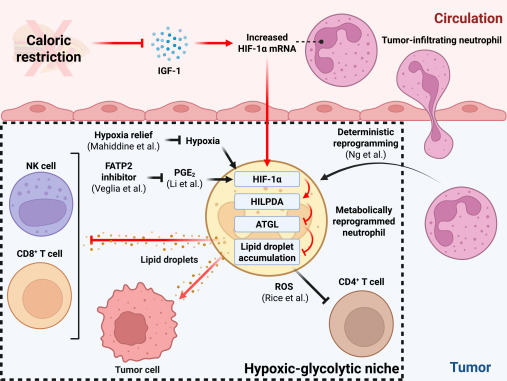Cell Metabolism tweet media