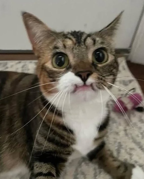 10 años de mala suerte si ignoras al gatito sin dientes