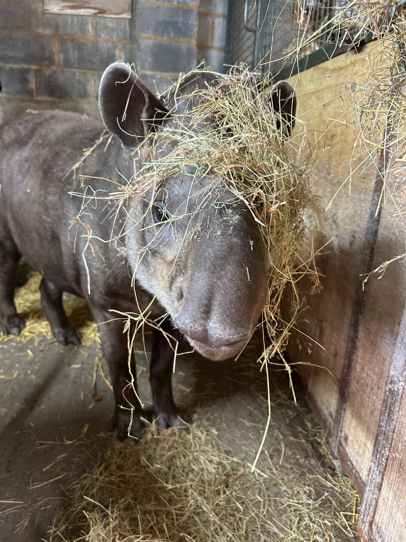 Longleat tweet media