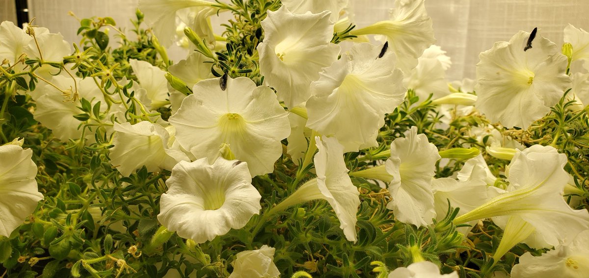 Sebastian S. Cocioba🪄🌷 tweet media