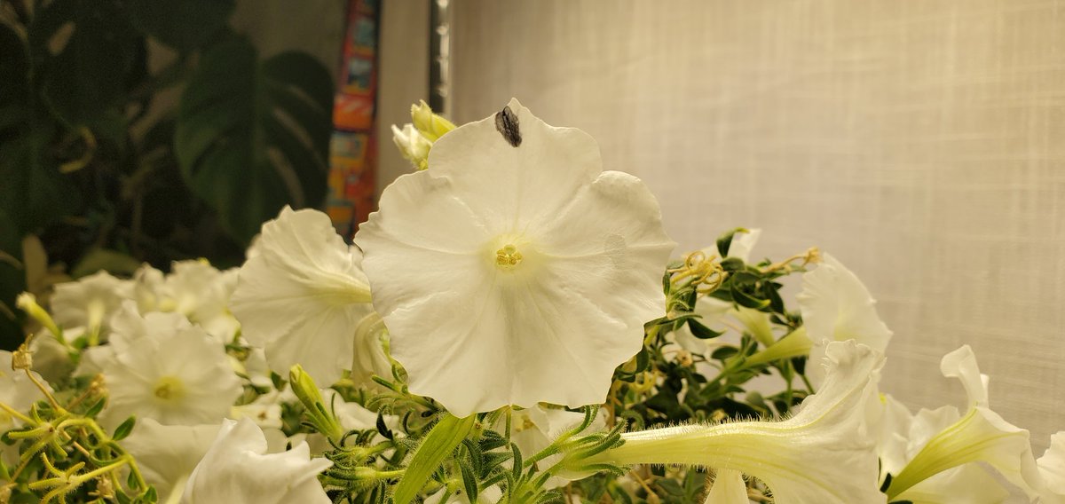 Sebastian S. Cocioba🪄🌷 tweet media