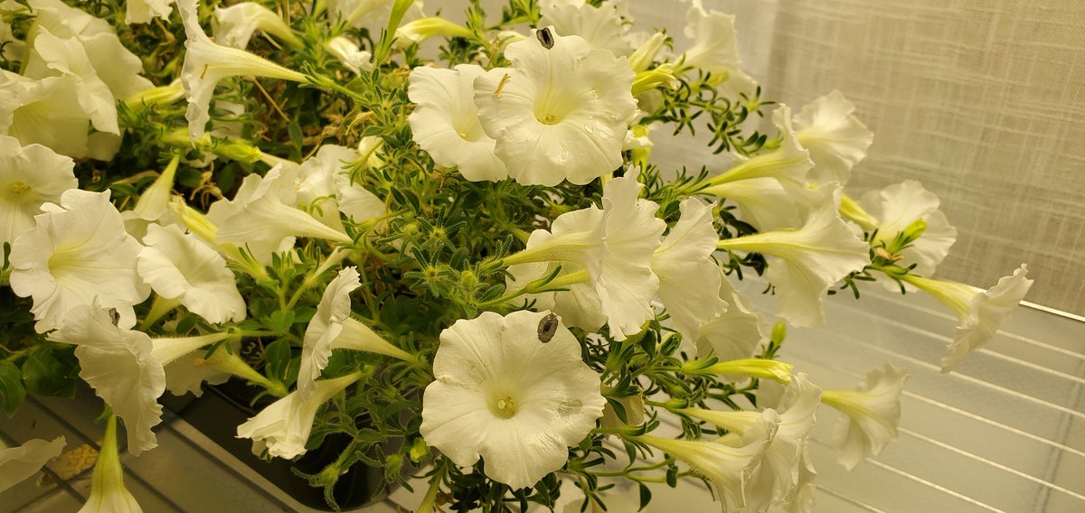 Sebastian S. Cocioba🪄🌷 tweet media