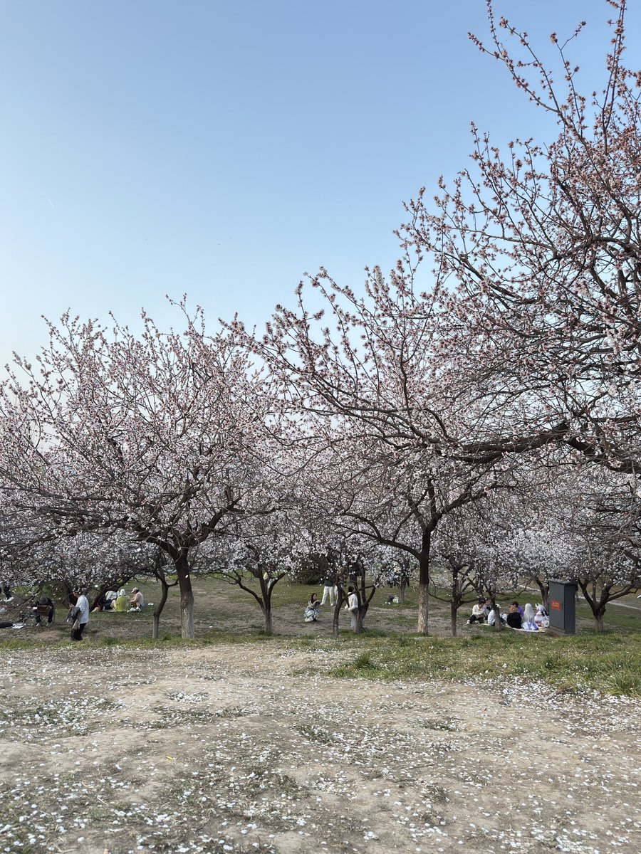 029树叶🍃 tweet media