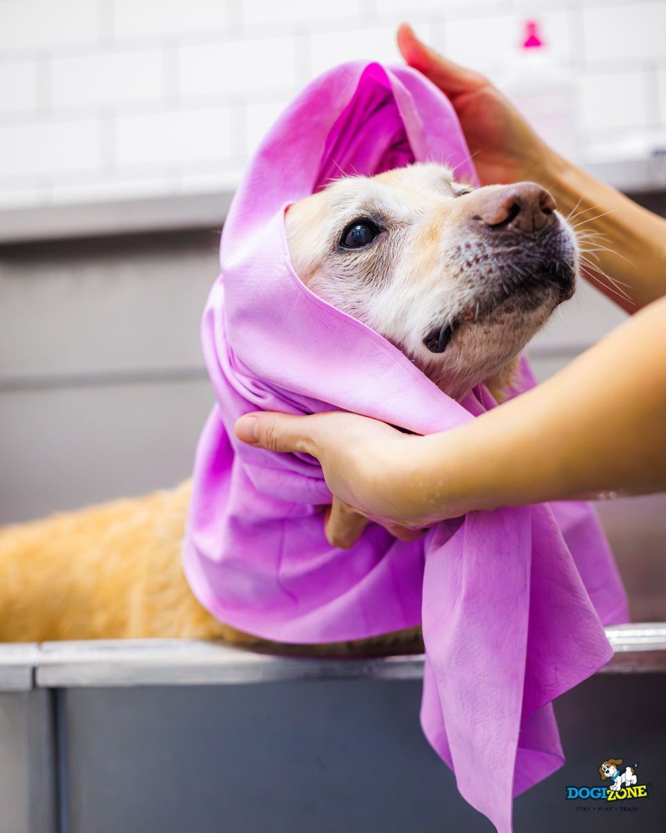 DogiZone's tweet image. 🚿 Meet the DogiWash Membership!
 Unlimited DIY baths = clean dogs without the mess at home 🐾
✔ Unlimited washes
 ✔ 20% OFF grooming services
 ✔ 15% OFF all food
🐶 $19.95 (1 dog) | 🐶🐶🐶 $29.95 (up to 3 dogs)

 Stop by DogiMarket or call 240-793-5787
#DogiZone #DogGrooming