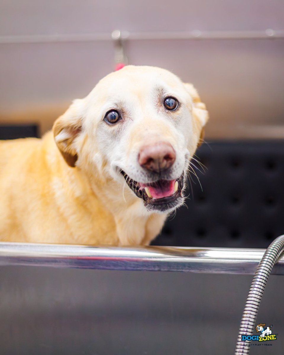 DogiZone's tweet image. 🚿 Meet the DogiWash Membership!
 Unlimited DIY baths = clean dogs without the mess at home 🐾
✔ Unlimited washes
 ✔ 20% OFF grooming services
 ✔ 15% OFF all food
🐶 $19.95 (1 dog) | 🐶🐶🐶 $29.95 (up to 3 dogs)

 Stop by DogiMarket or call 240-793-5787
#DogiZone #DogGrooming