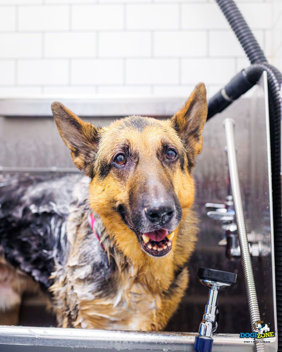 DogiZone's tweet image. 🚿 Meet the DogiWash Membership!
 Unlimited DIY baths = clean dogs without the mess at home 🐾
✔ Unlimited washes
 ✔ 20% OFF grooming services
 ✔ 15% OFF all food
🐶 $19.95 (1 dog) | 🐶🐶🐶 $29.95 (up to 3 dogs)

 Stop by DogiMarket or call 240-793-5787
#DogiZone #DogGrooming