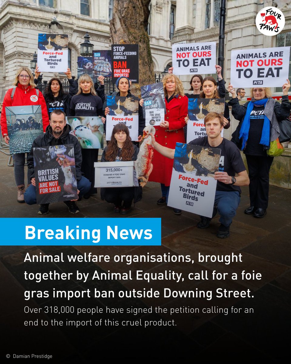 FOUR PAWS UK tweet media