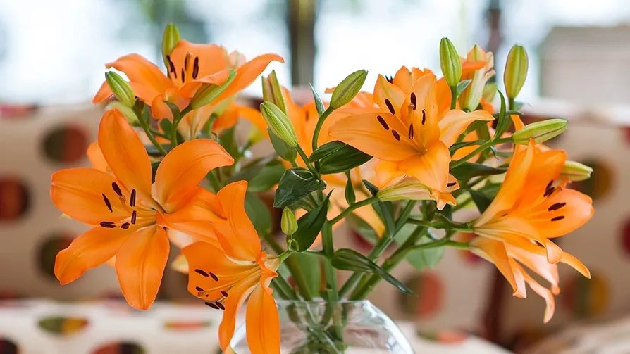 ͏ ͏ ͏ ͏ ͏ ͏ ͏ ͏ ͏ ͏ ͏ ͏ ͏ ͏ ͏ ͏ ͏͏ ͏ ͏ ͏ ͏
͏ ͏ ͏ ͏ ૈ☕️ ּ໋᳝݊  ᛈombo: yusunny

𔓘 𝐂arrinho Hot Wheels.
𔓘 𝐌acarrão com bacon.
𔓘 𝐒uco de laranja.
𔓘 𝐁uquê de lírios.

Em dedicatória a: <a href="/artisticgruv/">雄斗𝐘𝐔𝐓𝐎</a> ♡
(sugestão de apresentação: )