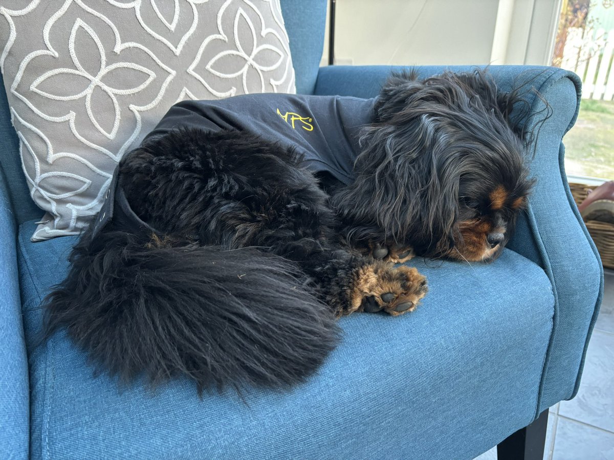 Arthur 🐶🐾 tweet media