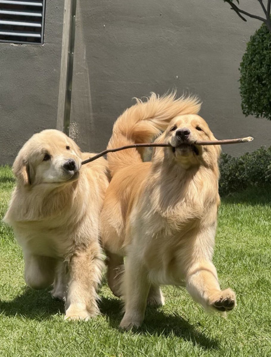 💖 (@twaniimals) on Twitter photo 