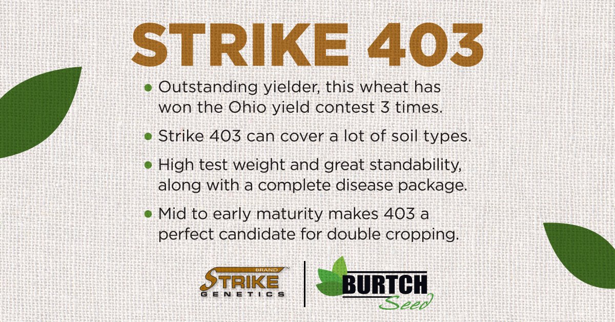 BurtchSeed's tweet photo. Your wheat should grow strong from the start. At Burtch Seed, we offer wheat varieties selected for strong yield potential, solid test weight, and dependable disease resistance-so your crop has the best start possible.

Learn more: https://t.co/QElM9c17Le https://t.co/fUNwWjfdFX