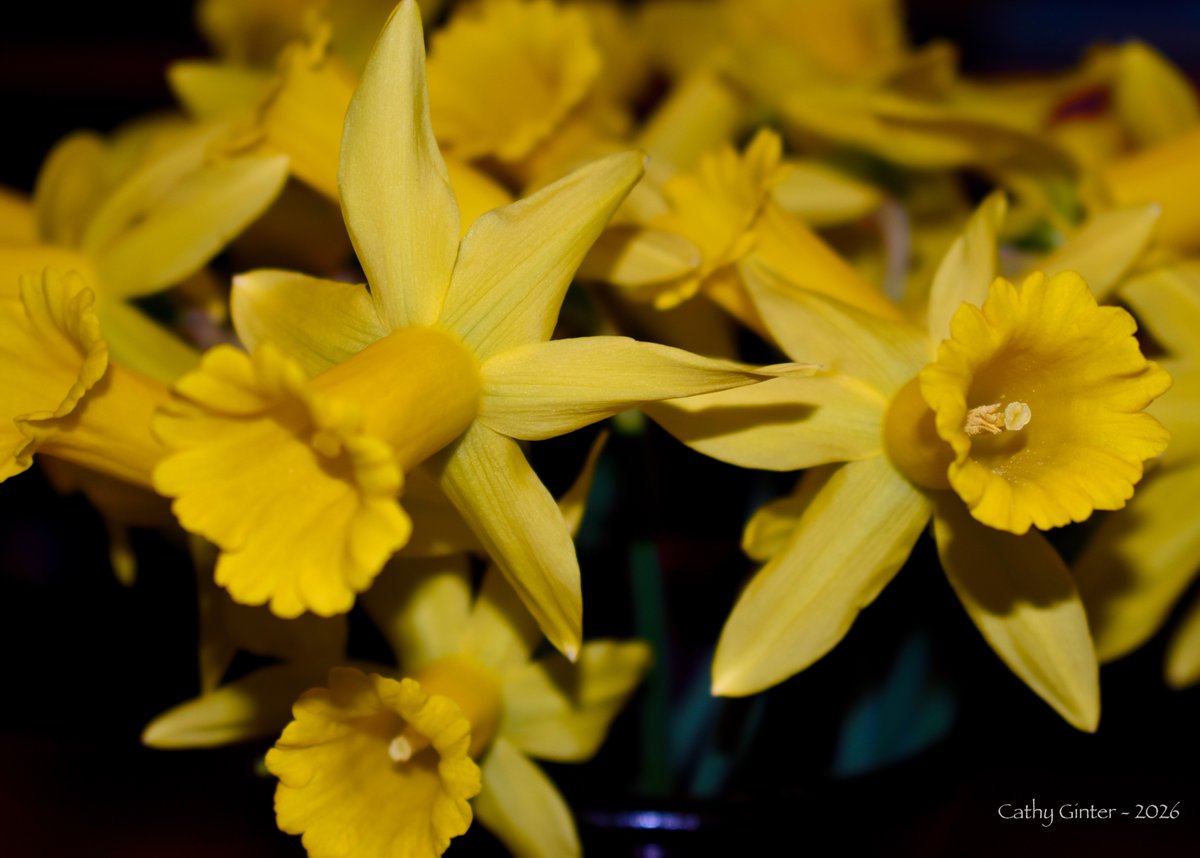 CathyGinter's tweet photo. I cut some early Marieke Narcissus from our garden to enjoy ahead of this morning’s storms. A Konijnenburg and Mark hybrid, Marieke won the John and Gertrude Wister Award from the American Daffodil Society in 2021 ~
#Flowers #Photography #SignsOfSpring https://t.co/iyejgtM5a9