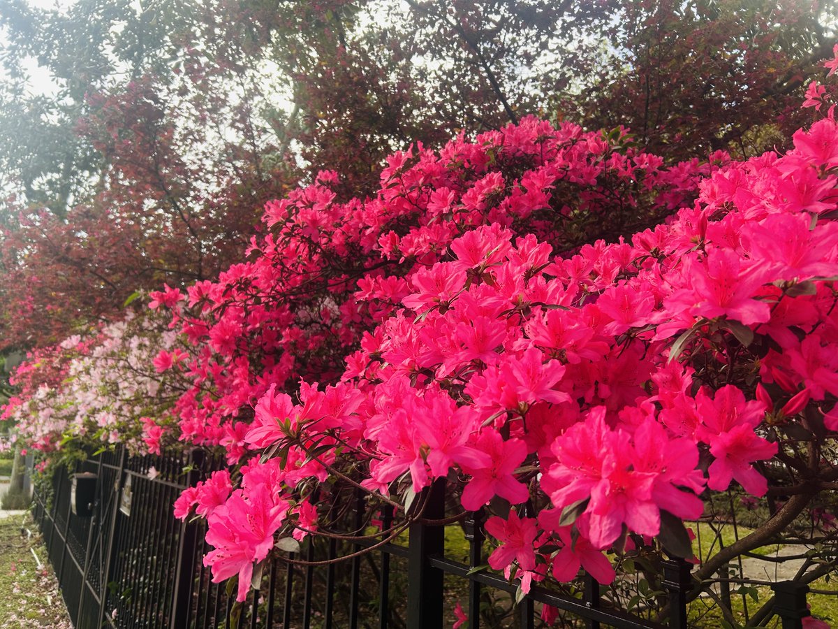 kristin hersh tweet media