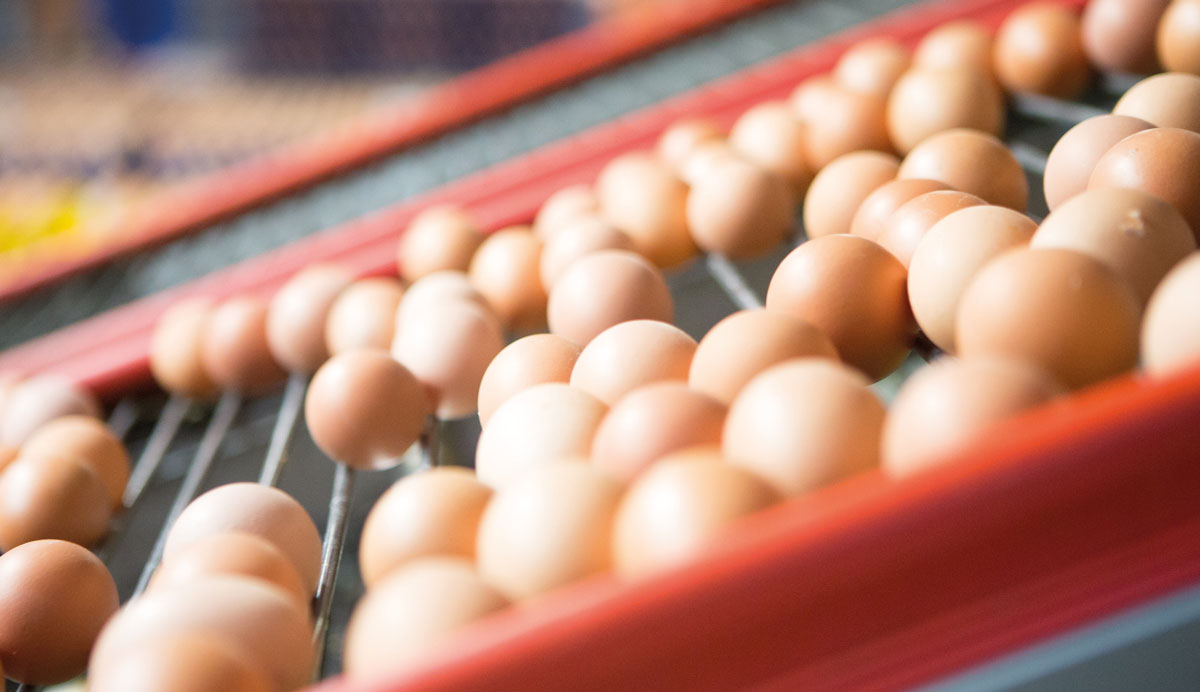 British Free Range Egg Producers Association tweet media