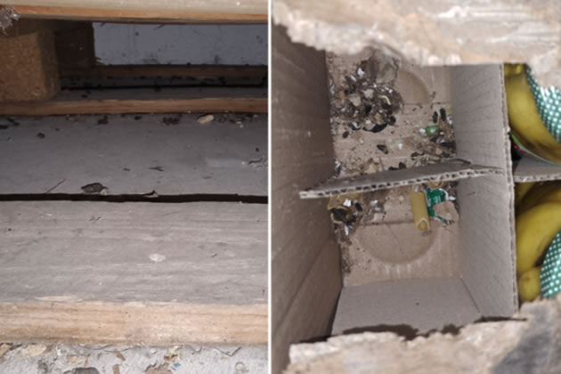 ActonW3.com tweet media