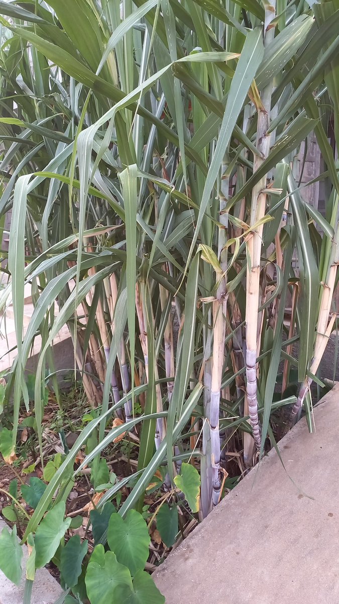 Samtan Dolma 桑丹卓瑪 བསམ་གཏན་སྒྲོལ་མ། tweet media