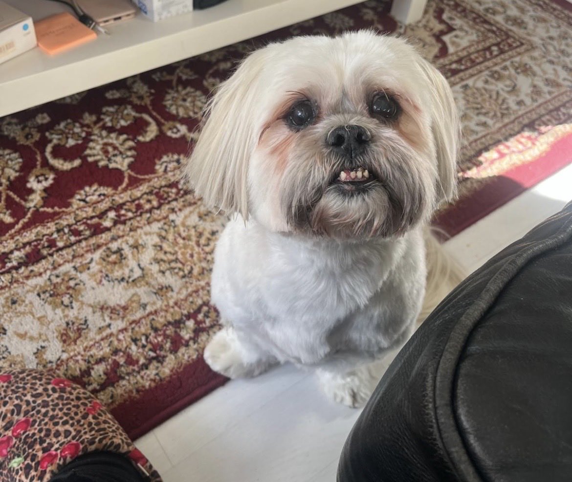 Betty Lion Apso 🇬🇧🏳️‍🌈🇺🇦🏴󠁧󠁢󠁥󠁮󠁧󠁿🇮🇱 tweet media