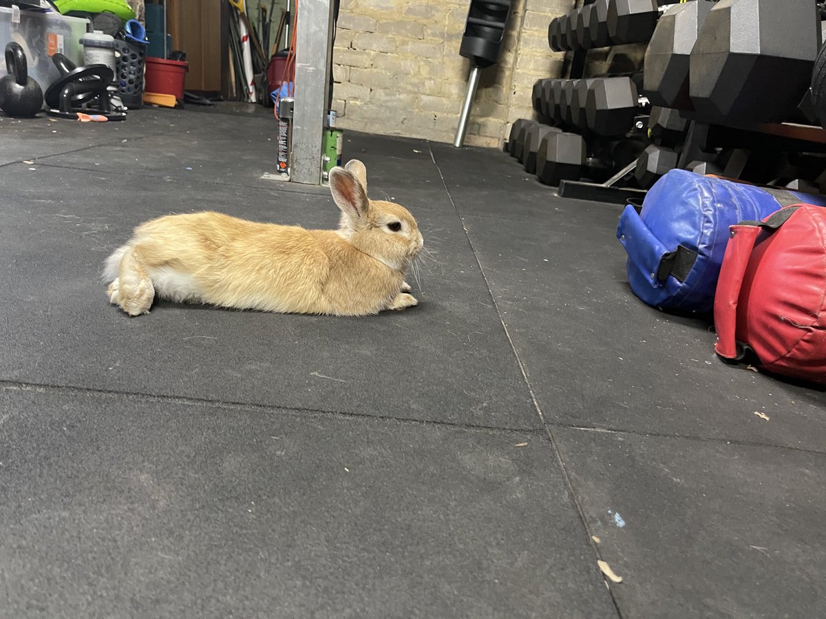 The Crypto Rabbit Hole® tweet media