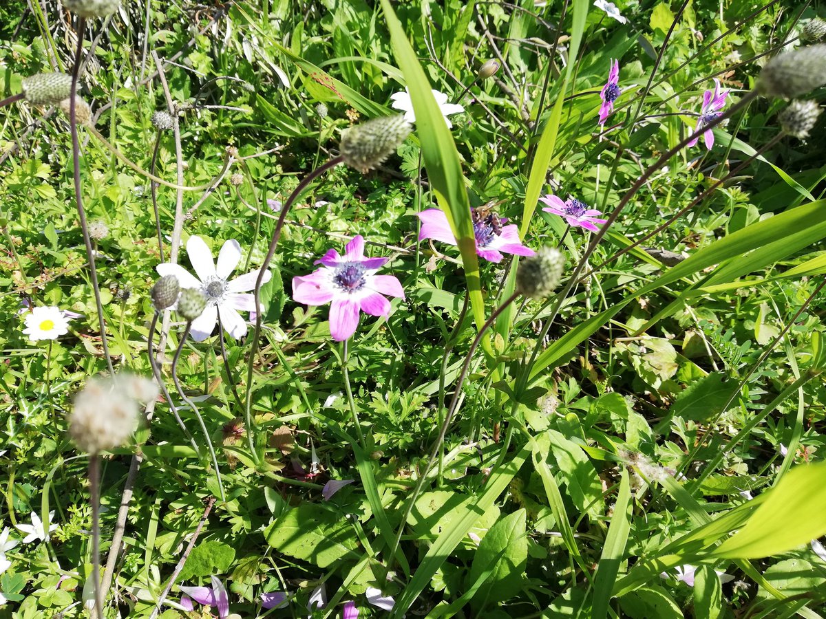 Manav1s's tweet photo. Βρείτε τη 🐝
😊 #spring #nature #flowers #bee https://t.co/KmL8zfJghP
