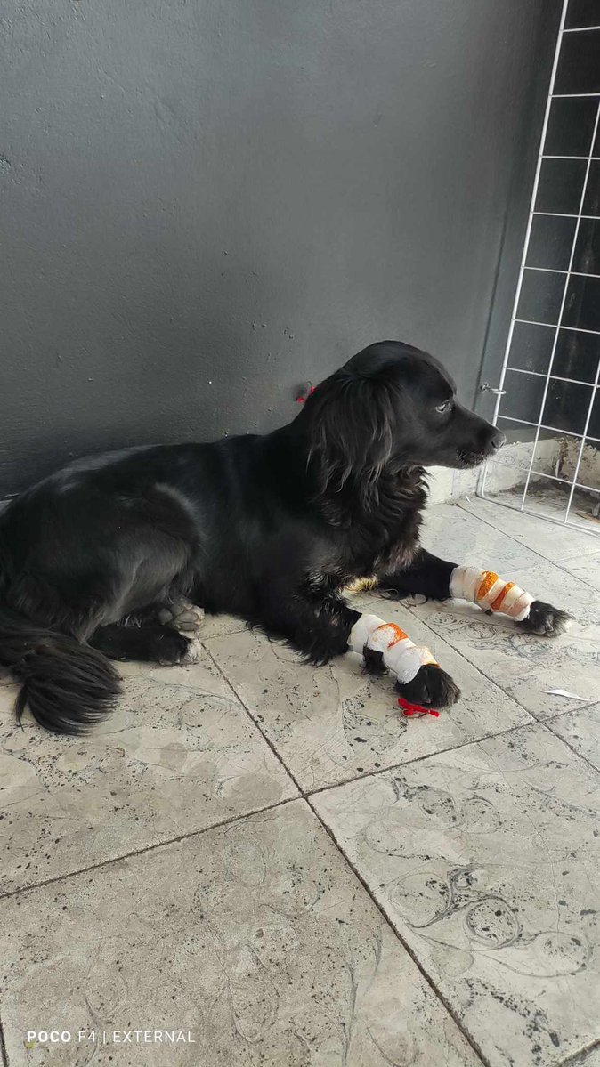 A quién se le perdió? Una vecina la tiene resguardada.

Ayuda para que regrese a casa

Inf: 5632211731