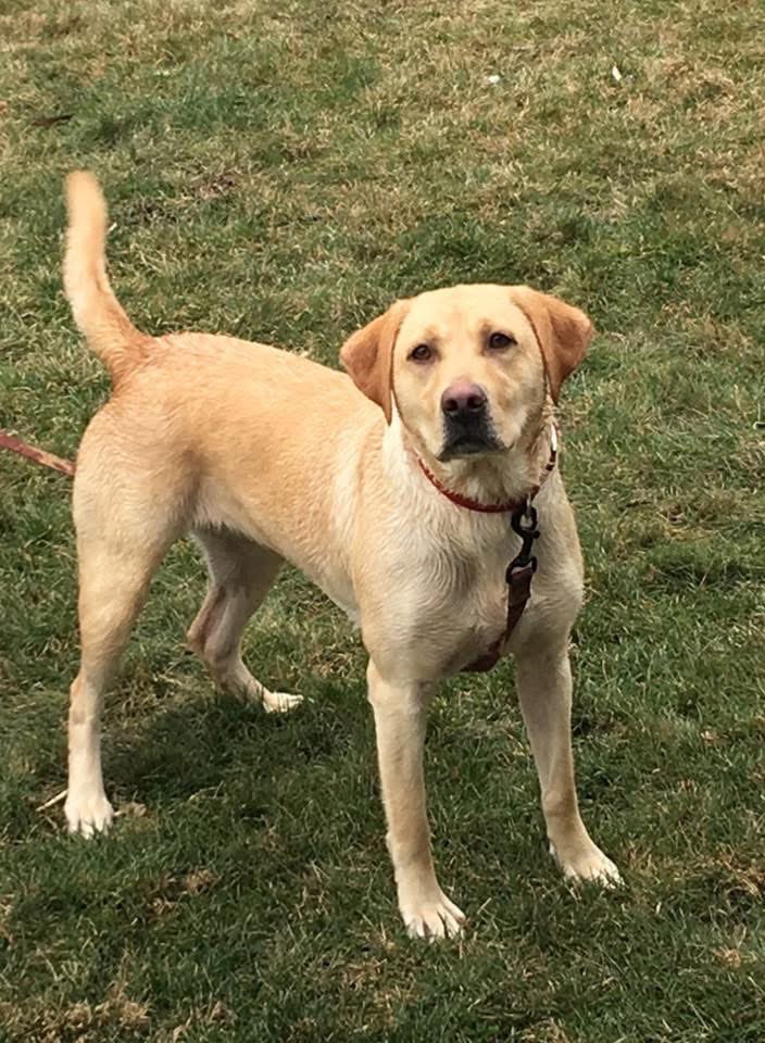 VERITAS_2U's tweet image. Cheyenne has been laid to rest alongside her sisters who have passed before her. Cheyenne was more than just a dog to me. Cheyenne was my copilot, my confidant and my companion. 

#Rescues
#DogLover
#DogsOfX
#DogsOfInstagram
#BestFriend
#AdoptdontShop 👈🏽