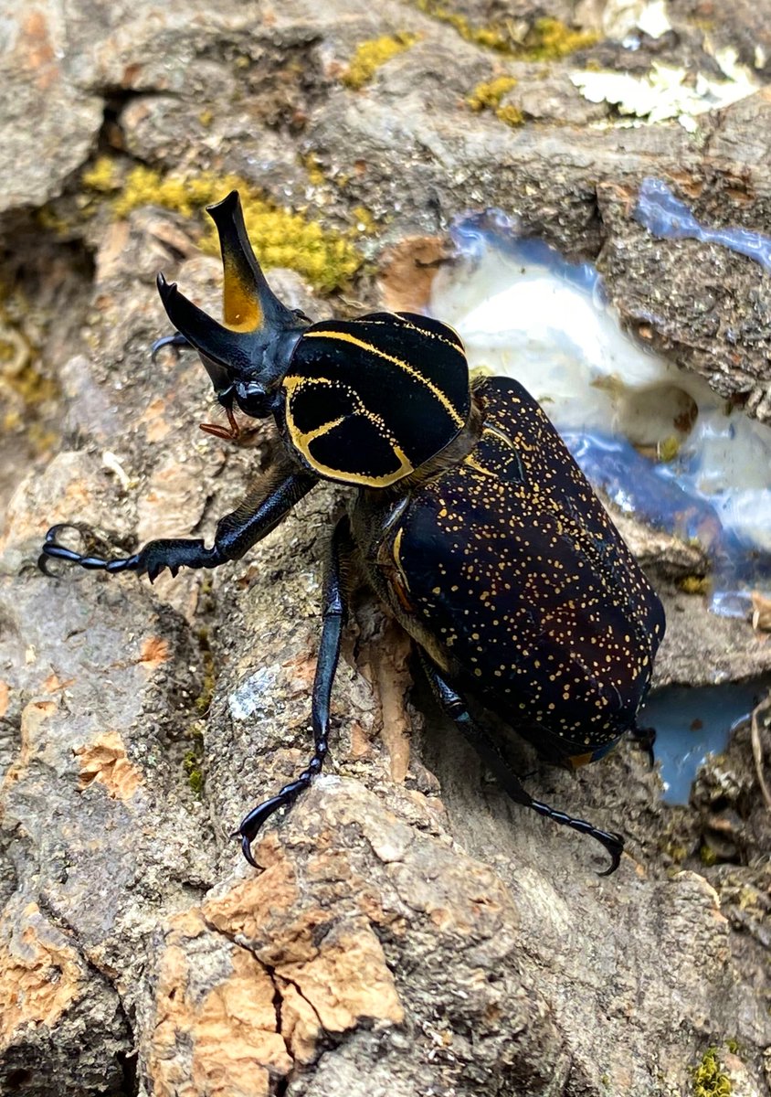 かぶぶくわわ tweet media