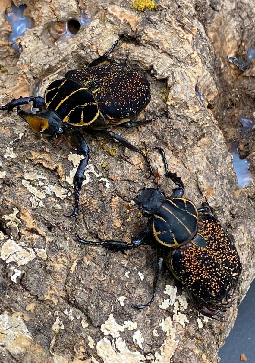 かぶぶくわわ tweet media