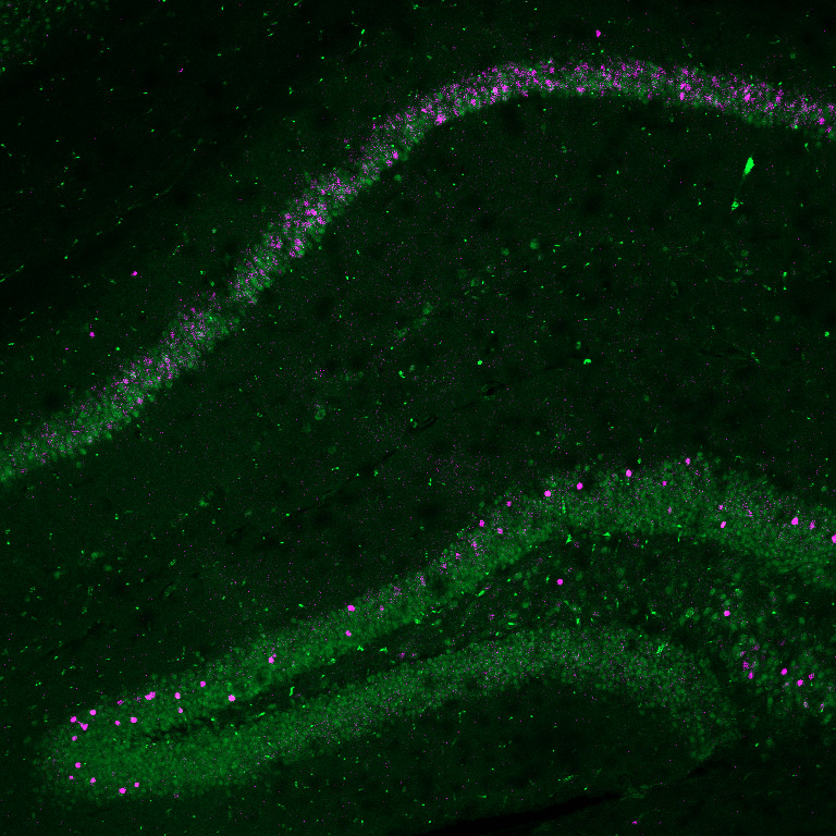 Christoph Thaiss tweet media