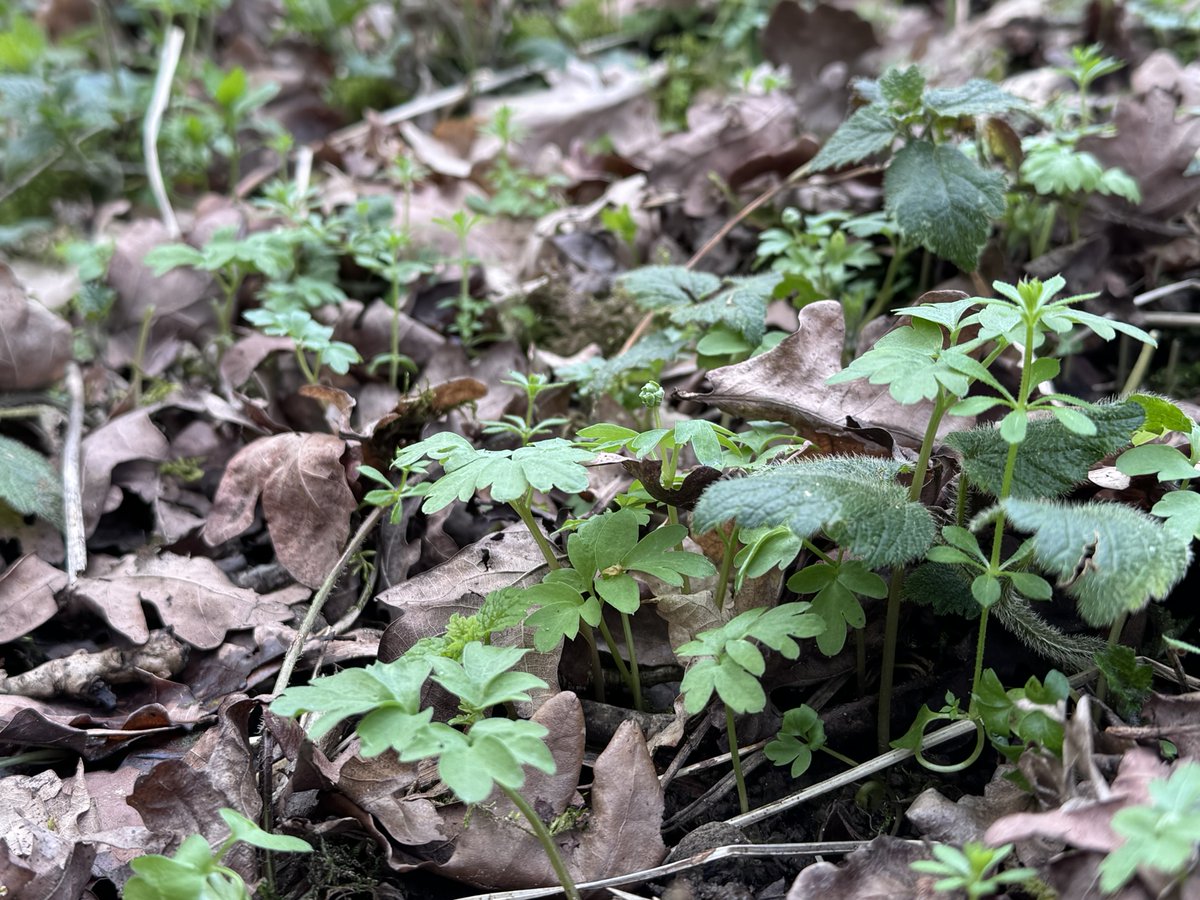 Judith Barnard tweet media