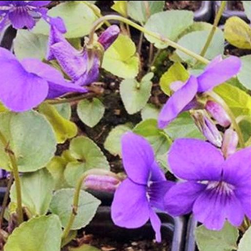 EcoLocal tweet media