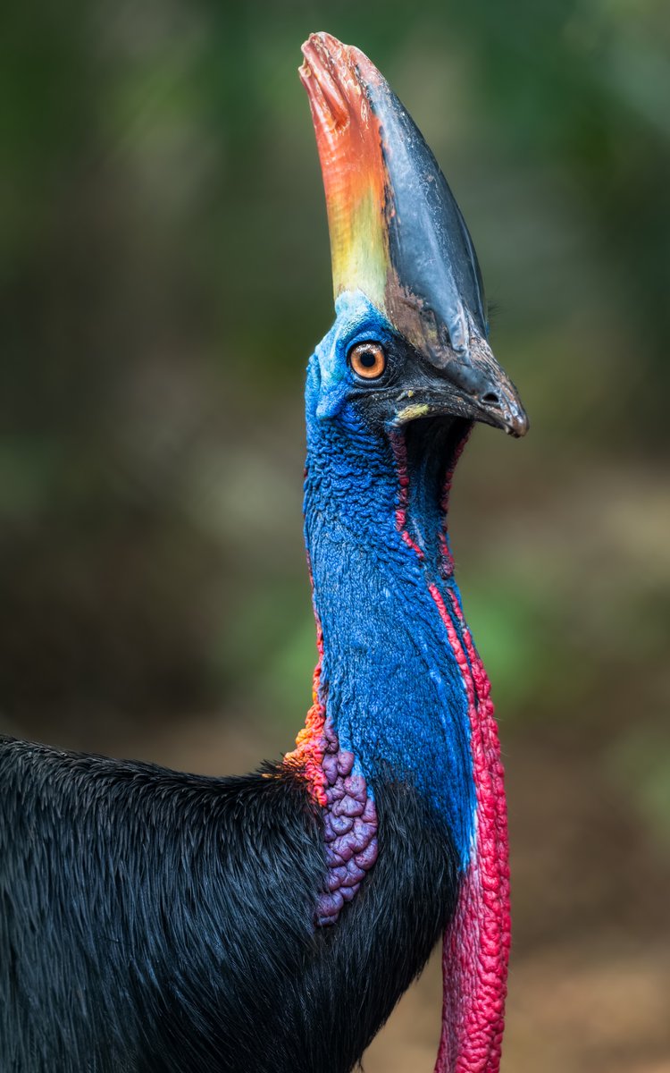 R.Suguri tweet media