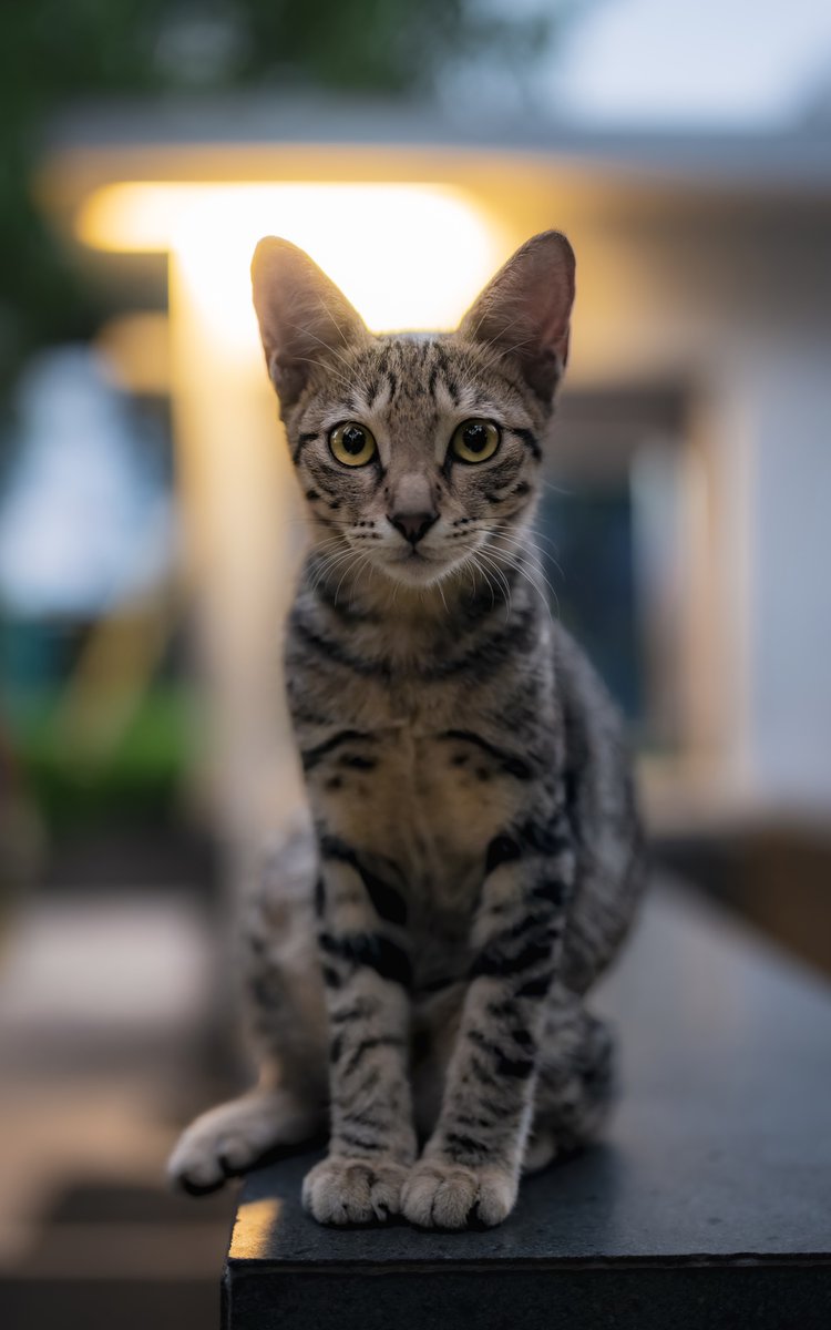 R.Suguri tweet media