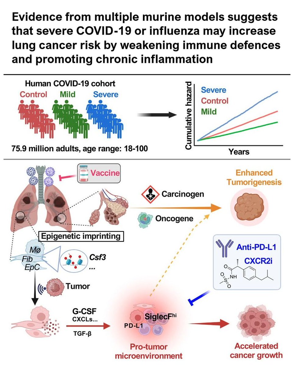 Vaccinologist's tweet image. Important new study by @UVA researchers showing how severe viral #pneumonia like #COVID19 or #influenza may leave lasting immunologic “scars” that shape the #lung microenvironment and potentially influence #cancer risk. linkedin.com/posts/drmelvin…