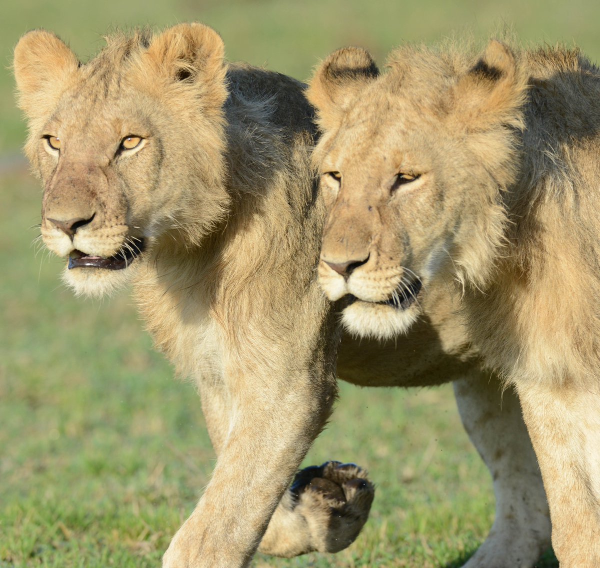 LION AID tweet media