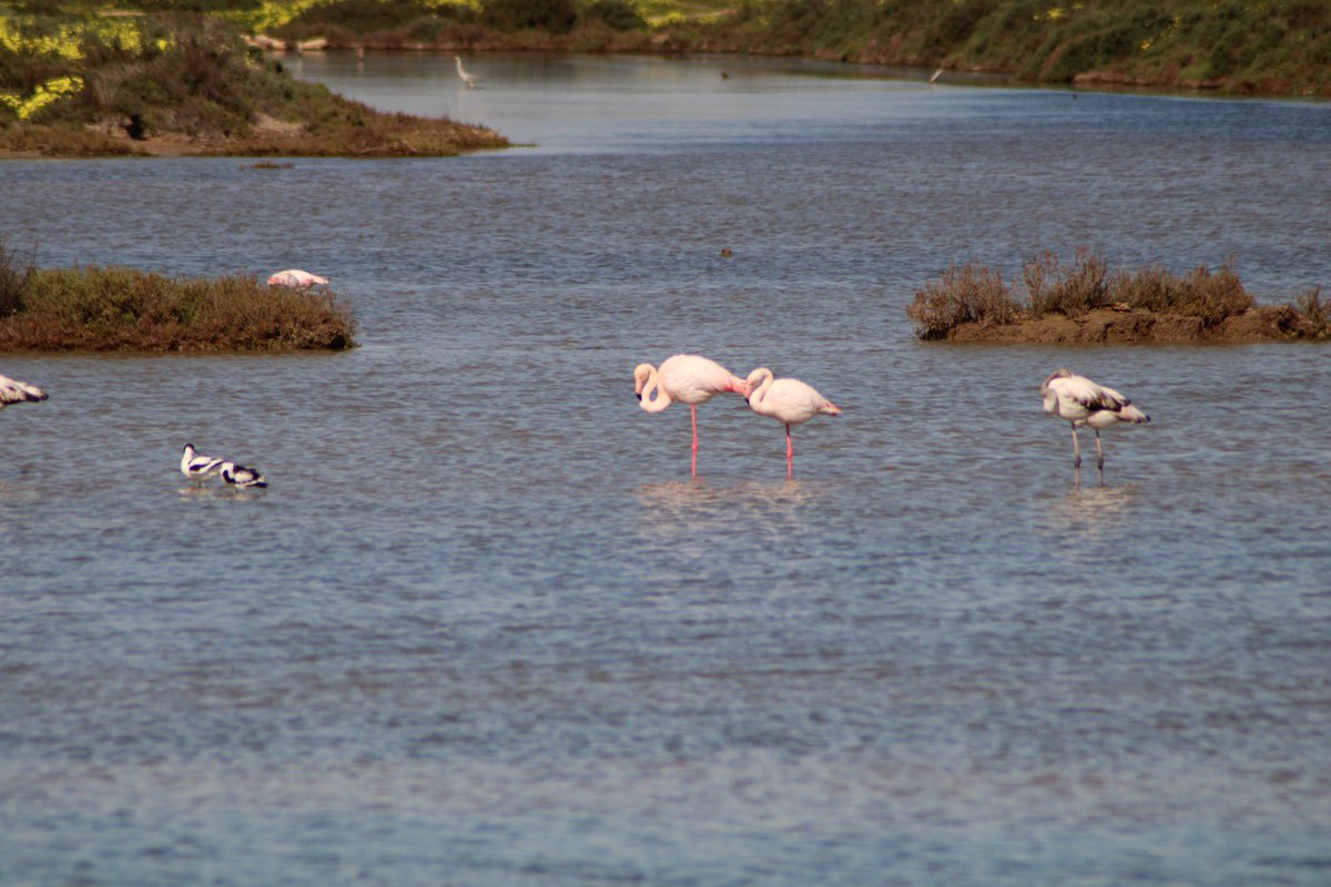 isladesanfernando tweet media