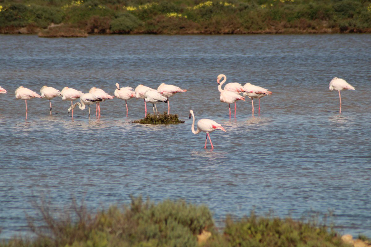 isladesanfernando tweet media