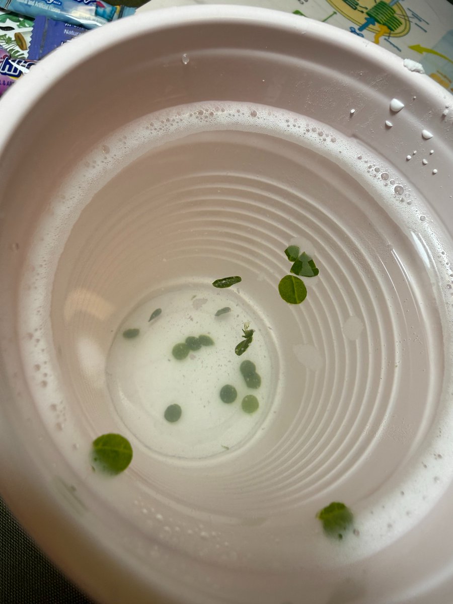 Boyce Thompson Inst tweet media