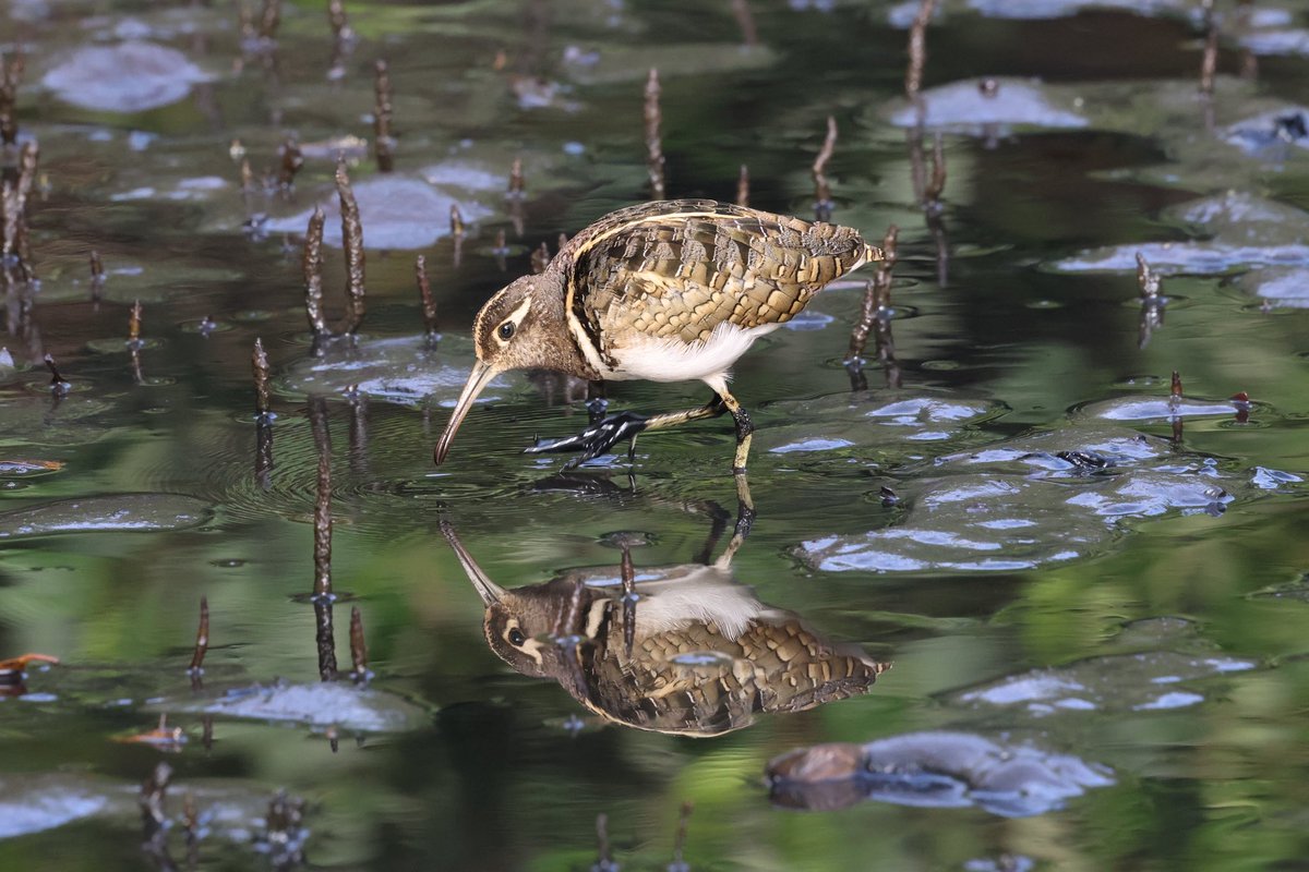 Steve Hubbard tweet media