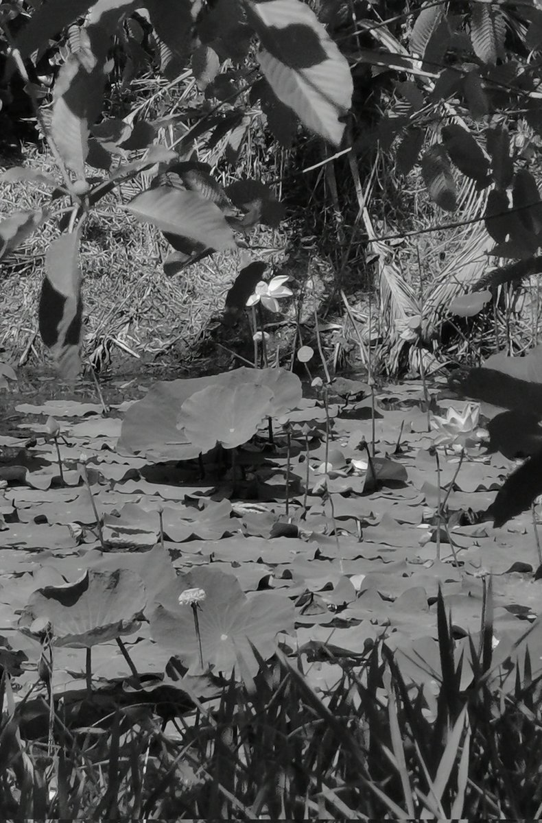 —darin, elsewhere tweet media