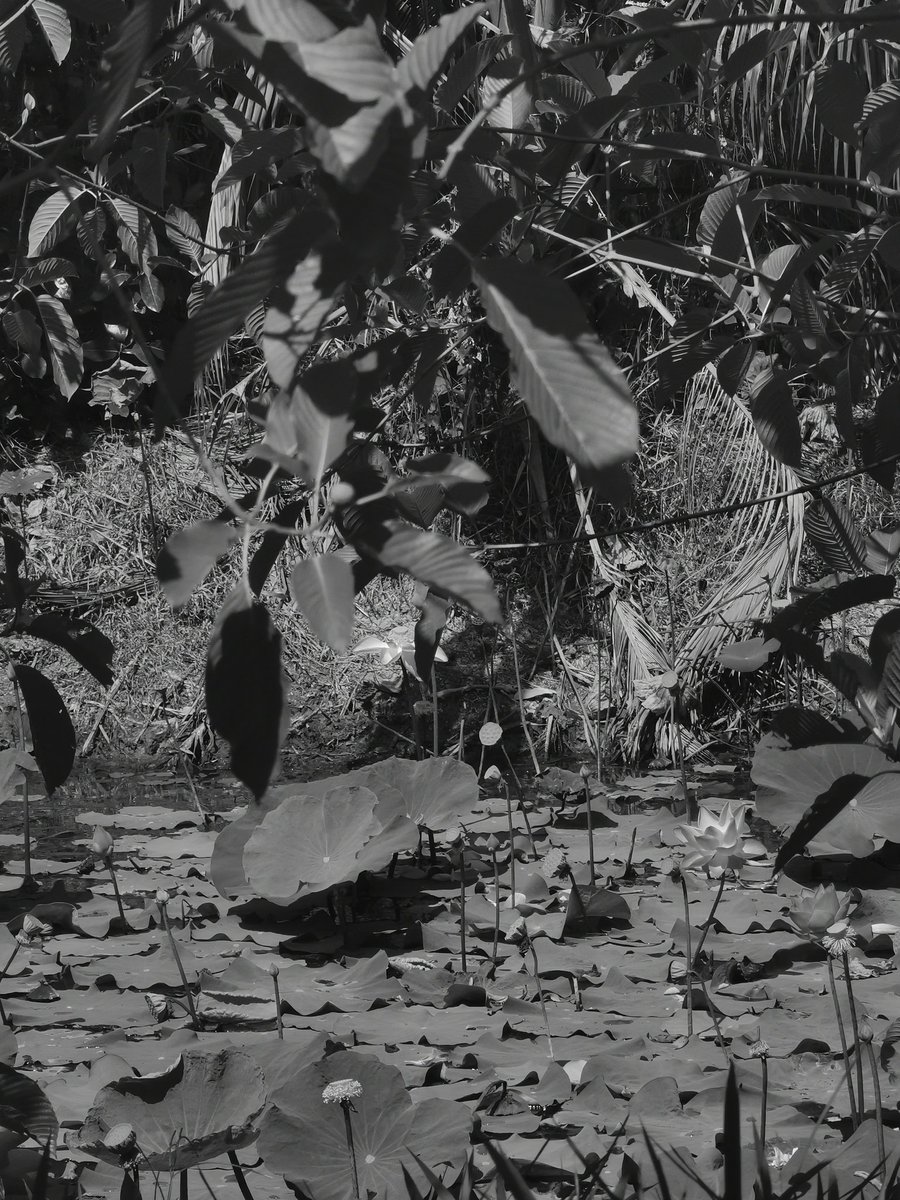 —darin, elsewhere tweet media