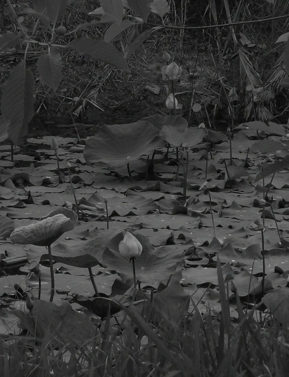 —darin, elsewhere tweet media